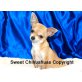 Wendy, Chihuahua langhaariger Schlag - Hündin