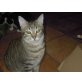Wendy, EKH Hauskatze - Katze