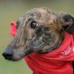 Wendy, Galgo - Hündin