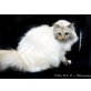Wendy, Heilige Birma - Katze