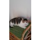 Wendy - Katze