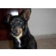 Wendy, Mallorca-mix - Hündin