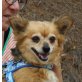 Wendy - NOTFALL, Chihuahua Mix - Hündin