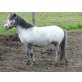 Wendy, Shetland Mix - Stute