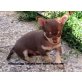 Wendy Sierra Madre, Chihuahua kurzhaariger Schlag - Hündin