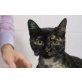 Wendy, verspielt und verschmust - Katze