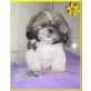 Wenja Baffy, Shih Tzu Welpen - Hündin