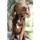 Wenzel, Labrador - Weimeraner Mix - Rüde