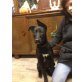 Wenzel, Schäferhund Dalmatiner - Rüde