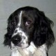 Wer gibt Camomillo eine Chance?, English Setter - Rüde