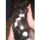 Wer hat ein Herz für Harry, EKH - Kater