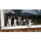 Wer hat ein Herz für Streunerkitten? - Katze