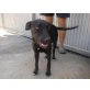 Wer möchte Trixie (1 Jahr alt) aus Spanien ei - Hündin