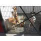 Wer möchte einem dieser Hunde helfen, damit e - Rüde