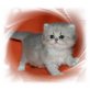 Wer will mich? Perserkaterchen mit Nase, Perser - Kater