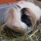 Werner, Angora - männlich