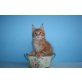 Wesley A Star Coon, Maine Coon - Kater