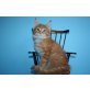 Wesley, Maine Coon - Kater
