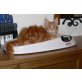 Wesley of Maine Fire, Maine Coon - Kater