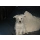 West Highland Terrier Mix Welpe Welpen - Hündin