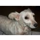 West Highland White Terrier - Hündin