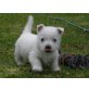West Highland White Terrier - Hündin