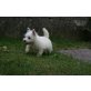 West Highland White Terrier - Hündin