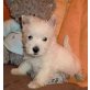 West Highland White Terrier - Hündin