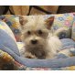 West Highland White Terrier - Hündin