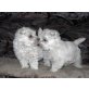 West Highland White Terrier - Hündin