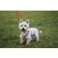 West Highland White Terrier - Rüde