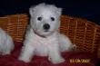 West Highland White Terrier - Rüde