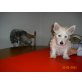 West Highland White Terrier - Rüde