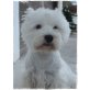 West Highland White Terrier - Rüde
