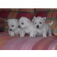 West Highland White Terrier - Rüde