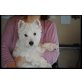 West Highland White Terrier - Rüde