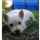 West Highland White Terrier - Rüde