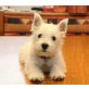 West Highland White Terrier - Rüde