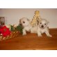 West Highland White Terrier - Rüde