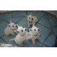 West Highland White Terrier - Rüde
