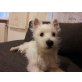 West Highland White Terrier - Rüde