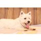West Highland White Terrier - Rüde