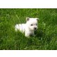 West Highland White Terrier - Rüde