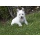 West Highland White Terrier Welpen - Hündin