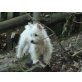 West Highland White Terrier Welpen - Hündin