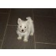 West Highland White Terrier Welpen - Hündin