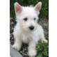 West Highland White Terrier Welpen - Hündin