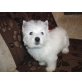 West Highland White Terrier Welpen - Hündin