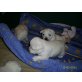 West Highland White Terrier Welpen - Hündin