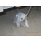 West Highland White Terrier Welpen - Hündin